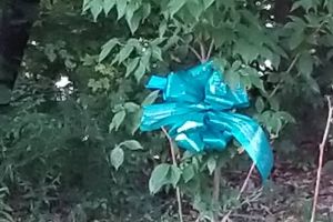 Acworth GA Teal Ribbon Tree