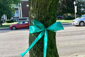 Brighton NY Teal Tree