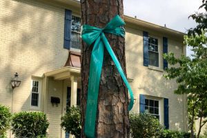 Charlotte NC Teal Tree